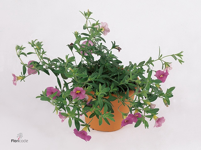 CALIB MINIF LAVENDER