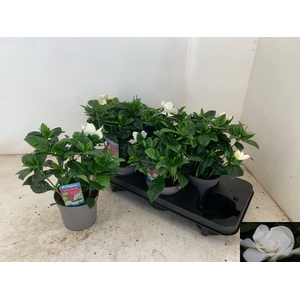 GARDENIA JASMINOIDES