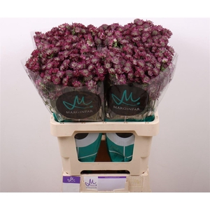 Astrantia Star Of Desire