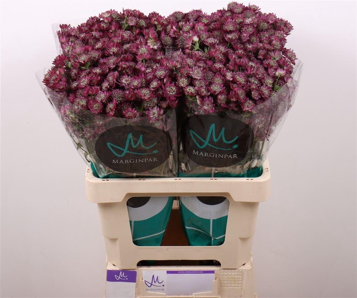 <h4>Astrantia Star Of Desire</h4>