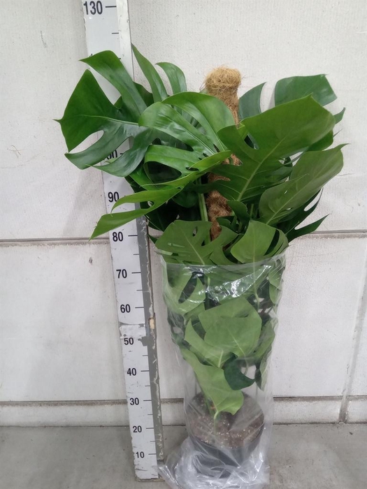 <h4>Monstera pertusum</h4>