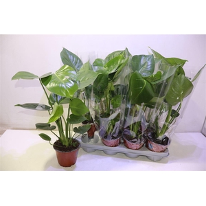 arr8 Monstera Deliciosa