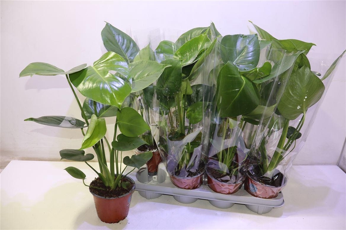 <h4>arr8 Monstera Deliciosa</h4>