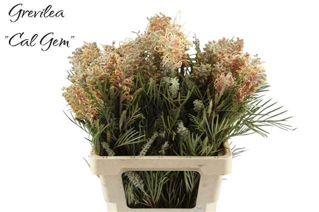 <h4>GREVI CAL GEM</h4>