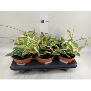 Hoya carnosa 'Krimson Queen'