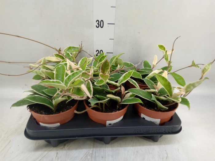 <h4>Hoya carnosa 'Krimson Queen'</h4>