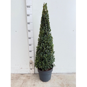 BUXU SEMPERVIRENS