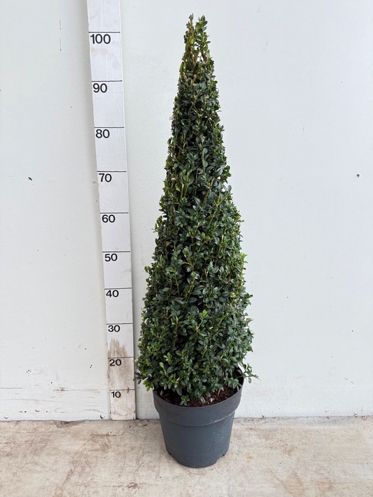 <h4>BUXU SEMPERVIRENS</h4>