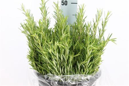 <h4>Rozemarijn 400 Gram</h4>