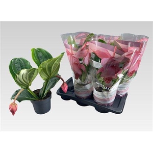 Medin Mag Flamenco 2 Flower