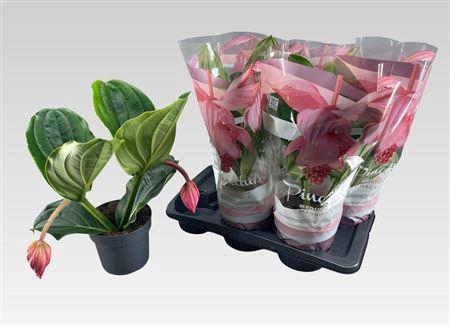 <h4>Medin Mag Flamenco 2 Flower</h4>