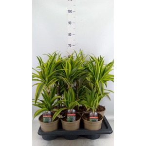 Dracaena fr de 'LemonLime'