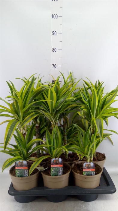 <h4>Dracaena fr de 'LemonLime'</h4>