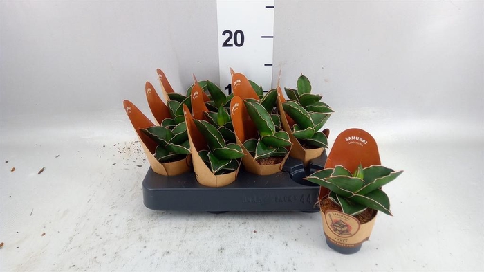 <h4>Sansevieria   ...</h4>