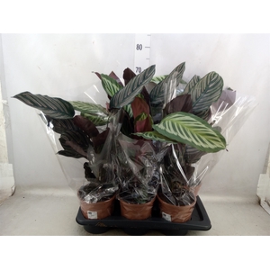 Calathea   ...mix 2