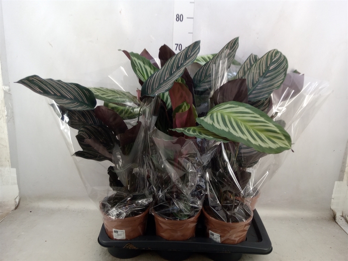 <h4>Calathea   ...mix 2</h4>