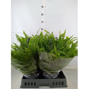 Nephrolepis exal. 'Green Lady'