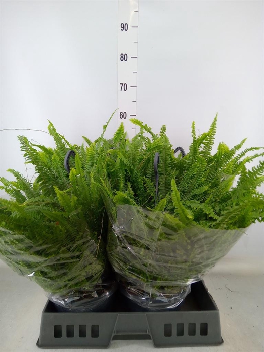 <h4>Nephrolepis exal. 'Green Lady'</h4>