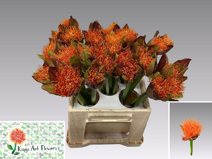 <h4>SCAD M TORCH</h4>