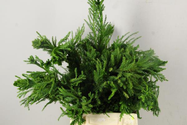 <h4>Conifeer Cryptomeria Crist. Bs</h4>