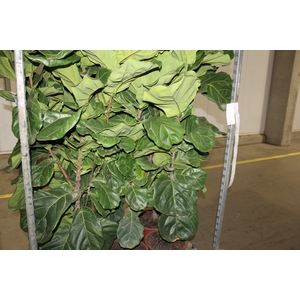 FICUS LYRATA P30 FORMATO ARVORE
