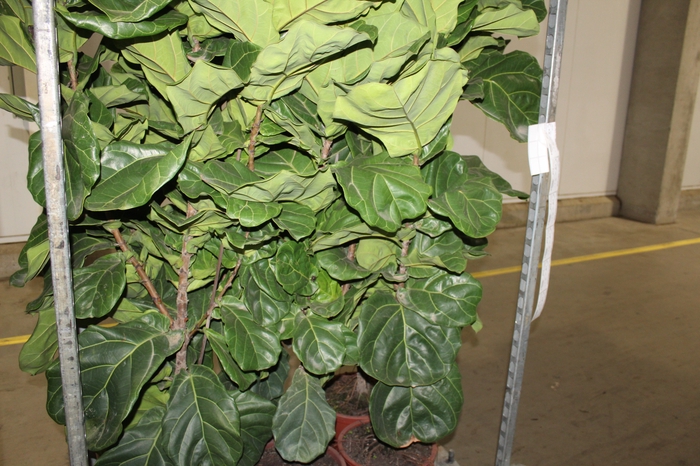 FICUS LYRATA P30 FORMATO ARVORE