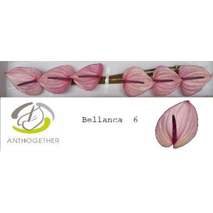 Anthurium andr. 'Bellanca'