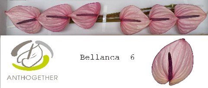 <h4>Anthurium andr. 'Bellanca'</h4>