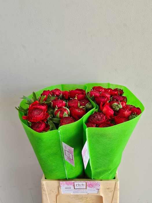 <h4>Ran Eleg Red</h4>