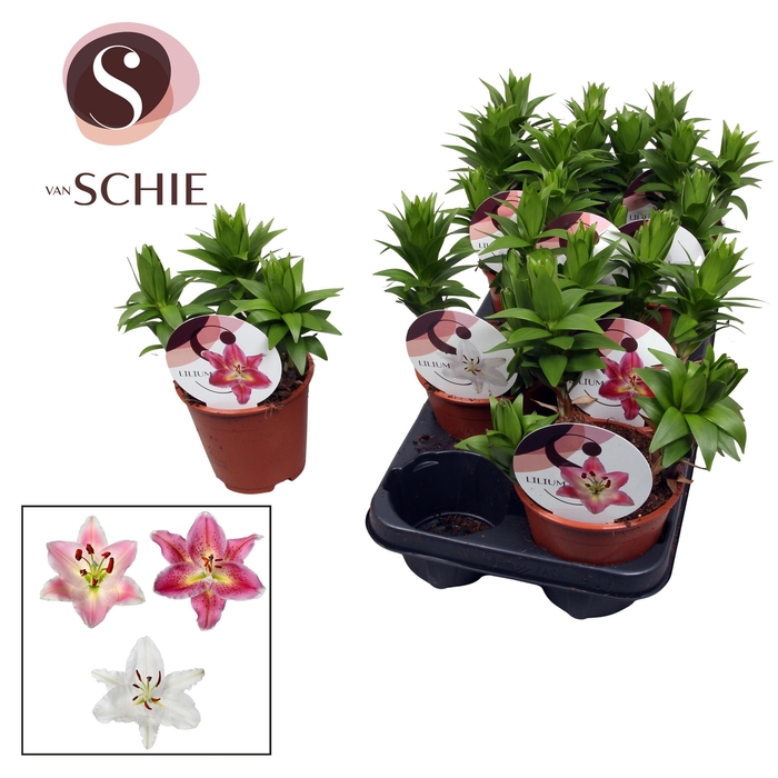 <h4>Lilium Oriental Watch Me Grow Mix</h4>