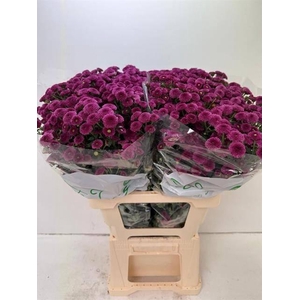 CHR SAN CALIM D PINK