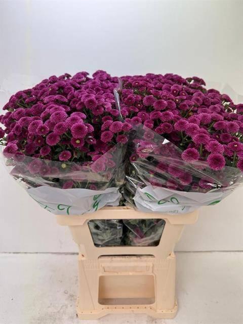 <h4>CHR SAN CALIM D PINK</h4>