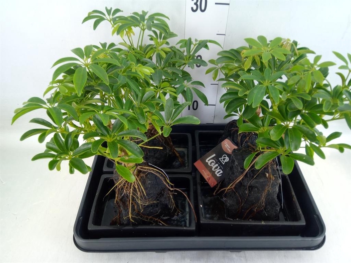 <h4>Arr.   Kamerplant Groen H%</h4>