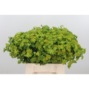 Bupleurum Griffithii