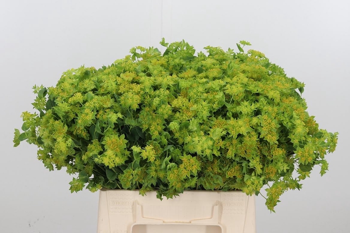 <h4>Bupleurum Griffithii</h4>