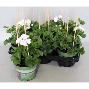 Pelargonium peltatum Blanche Roche (White)