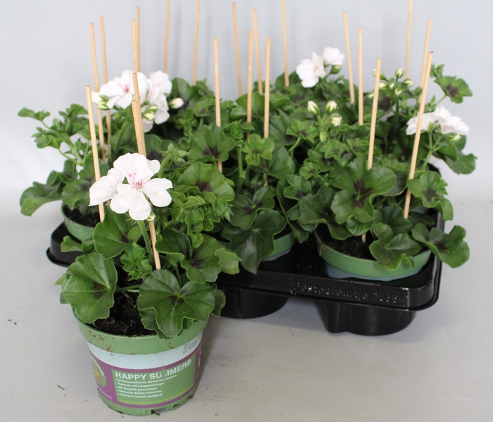 <h4>Pelargonium peltatum Blanche Roche (White)</h4>