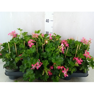 Pelargonium pelt. 'Balkon Roze'