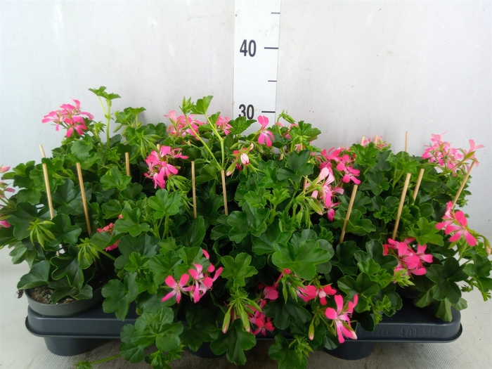 <h4>Pelargonium pelt. 'Balkon Roze'</h4>