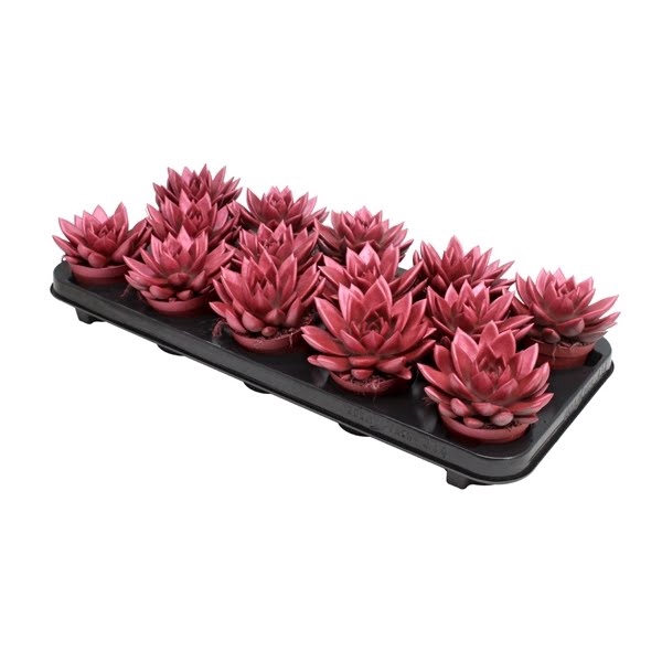 <h4>Echeveria Metallic Red</h4>