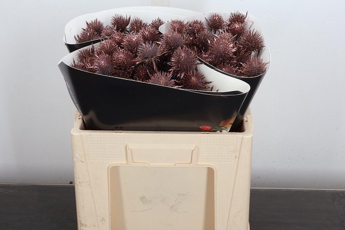 <h4>Eryn Wx 50cm Koper</h4>