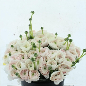 Ran Su Sr Hanoi Super