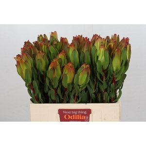 Leucadendron Laurel Yellow