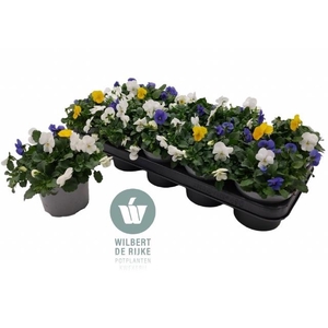 VIO CO EM MM STOCKHO