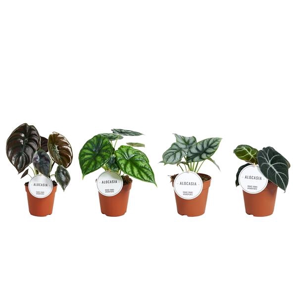 <h4>Alocasia gemengd</h4>