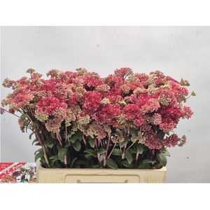SEDUM MAGICAL LIZZY