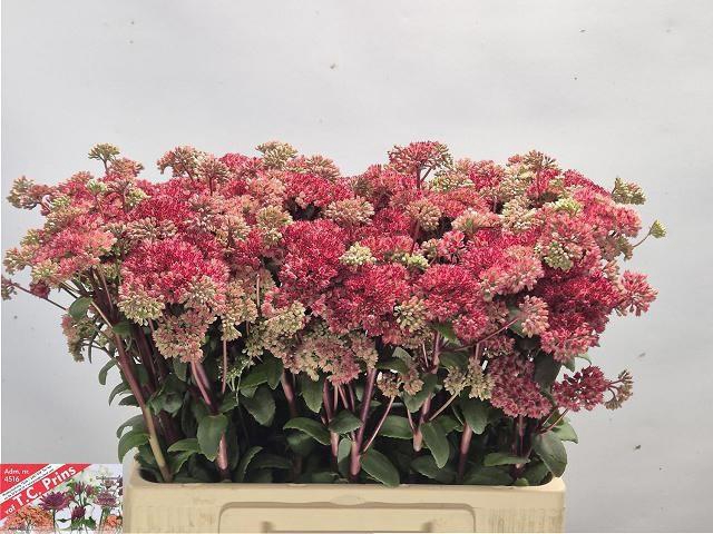 <h4>SEDUM MAGICAL LIZZY</h4>
