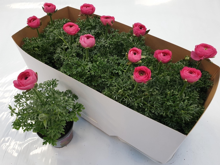 <h4>Ranonkel roze</h4>