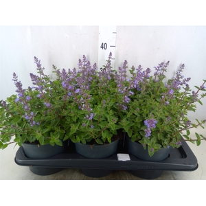 Nepeta faassenii  'Purrsian Blue'