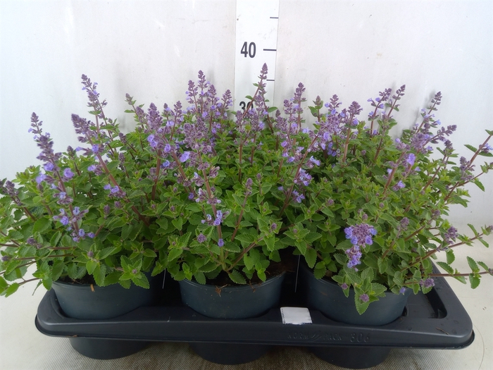 <h4>Nepeta faassenii  'Purrsian Blue'</h4>
